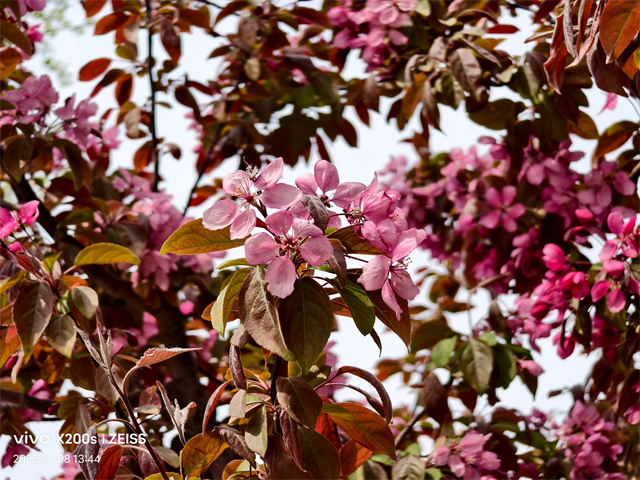 最强标准版新升级 vivo X200s 体验-14